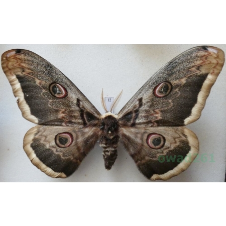 Saturnia pyri (Denis & Schiffermüller, 1775) male Pawica gruszówka ex. ovo Czech 114mm12